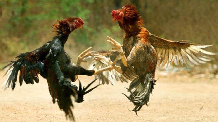 Asal Usul Sabung Ayam Di Indonesia
