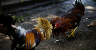 Mengenal 7 Gaya Bertarung Yang Di Miliki Pada Ayam Bangkok Aduan