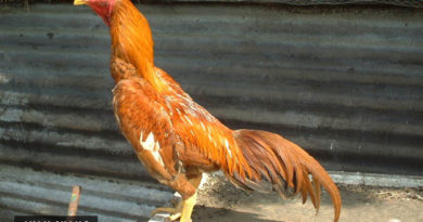 Jenis Ayam Aduan Dalam Dunia Sabung Ayam