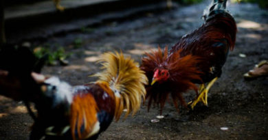 6 Faktor Menilai Kemampuan Ayam Bangkok
