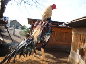 Bisnis Sabung Ayam Menjadi Bisnis Penting