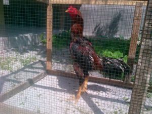 Cara Tepat Dalam Memandikan Dan Menjemur Ayam Bangkok