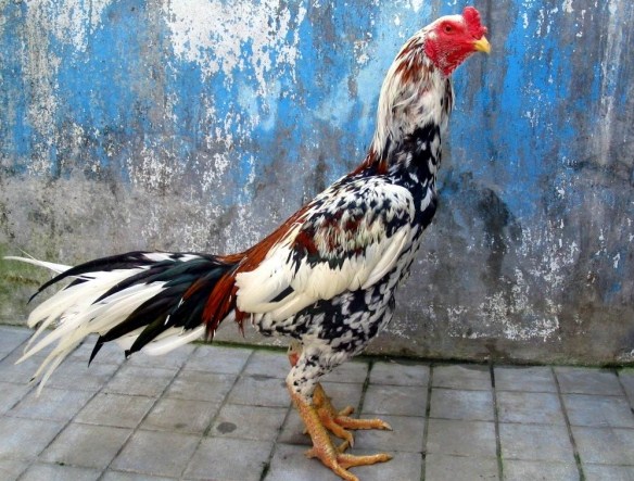 Tentang Ayam Madu Blorok