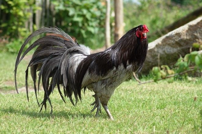 AYAM ADUAN SUPER BLACK SUMATRA DARI ANDALAS walaupun melakukan pencarian di hutan Sumatra, tidaklah mudah untuk menemukan ayam ini. Apalagi untuk menemukan Ayam ini dengan keadaan yang memiliki kualitas.