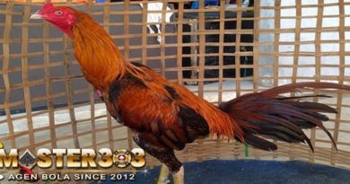 Ciri-Ciri Ayam Bangkok Super Asli & Mematikan Di Arena Laga