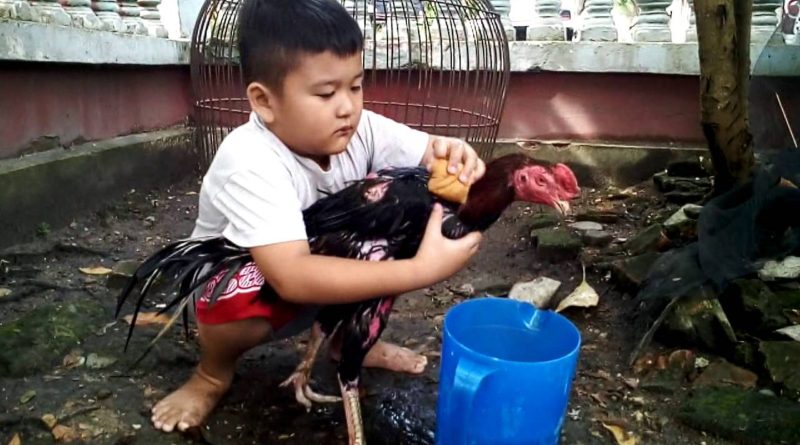 Sabung Ayam Online - Cara Memandikan Ayam Bangkok Yang Benar Bagi Para Pemula