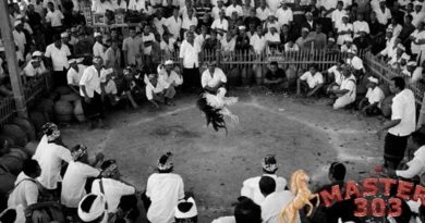 Sejarah Sabung Ayam Di Indonesia-min