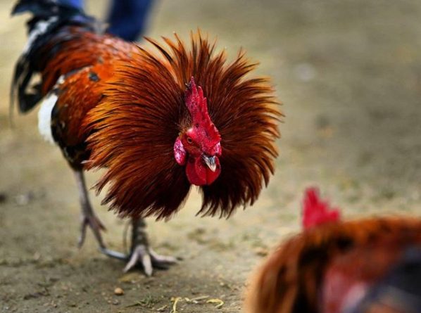 Sabung Ayam Online – TAHTA RAJA PETARUNG ATAS SINGGASANA ADUAN SABUNG AYAM