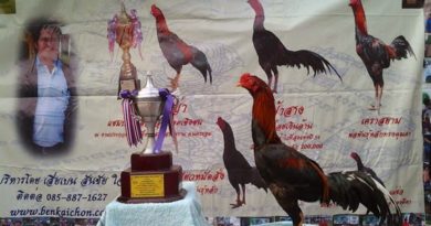 Ciri Ciri Ayam Aduan Untuk Kontes Ayam Bangkok 2018