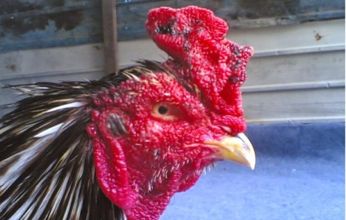 Perawatan Mudah Untuk Merperkuat Paruh Ayam Aduan