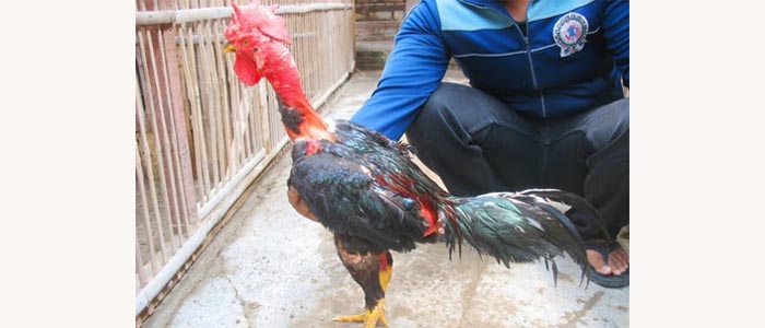 Ayam Olagan Asli Bali Yang Kini Sudah Langka Dan Mulai Punah