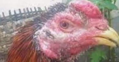 Cara Ampuh Mengobati Penyakit Kulit Kurap Ayam Aduan