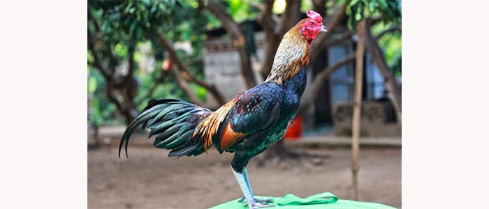 Kelebihan dan Fakta Ayam Betet Dengan Tipe Pukul Akurat
