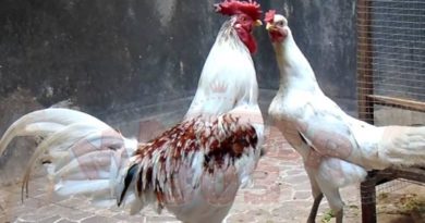 Cara Mengenali Karakter Sabung Ayam Bangkok Aduan Unggul