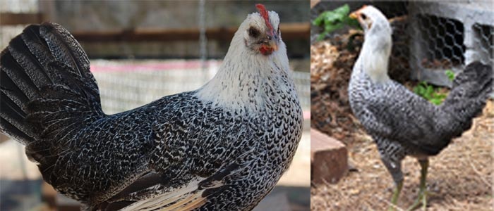 Ciri-Ciri Ayam Hias Kerajaan Mesir Ayam Faiyumi