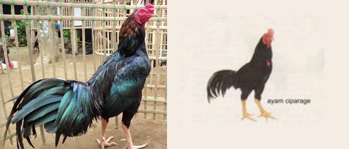 Sabung Ayam Asli Indonesia Ayam Ciparage Dari Jawa Barat