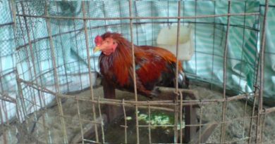 Tips dan Cara Sembuhkan Penyakit Ayam Bangkok Lumpuh1