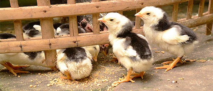 Rahasia Memilih Bibit Ayam Bangkok Berkualitas