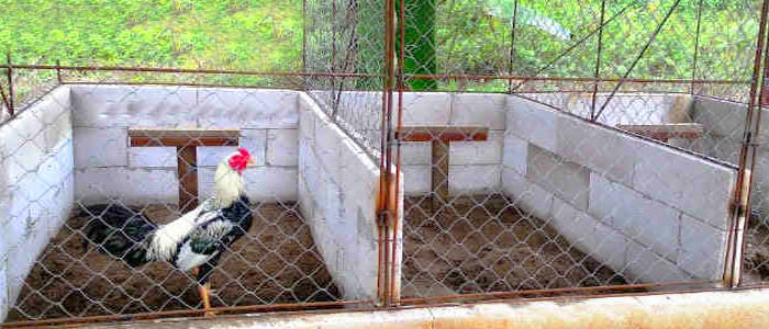 Cara Membuat Kandang Ayam Bangkok Umbaran