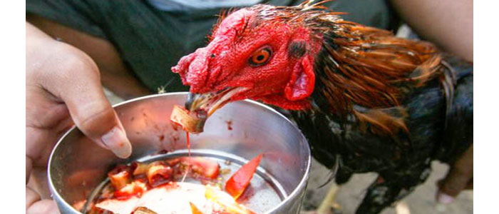 Ayam Bangkok Juara Tarung Dengan Cara Ampuh Ini!