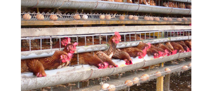 Rincian Biaya Untuk Modal Usaha Ternak Ayam Bangkok