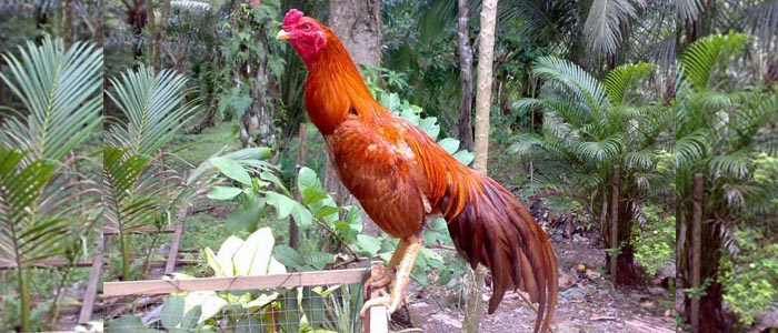 Ciri-Ciri Ayam Aduan Asal Brasil Amerika Serikat
