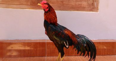 Ukuran Standar Ayam Bangkok Bagi Para Bobotoh Pemula