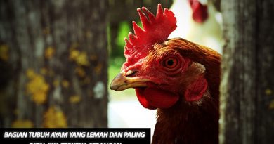 Bagian Tubuh Ayam Yang Lemah Dan Paling Fatal Jika Terkena Serangan