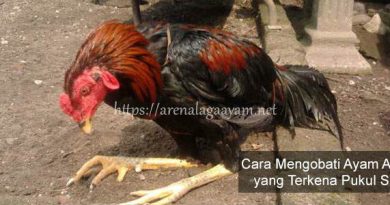 Pengobatan Dalam Mengatasi Ayam Aduan Terkena Pukul Saraf