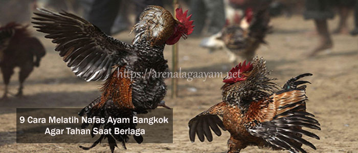 Pelatihan Memperpanjang Nafas Ayam Bangkok