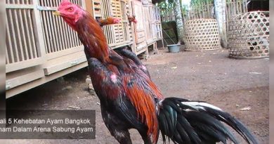 Kehebatan Ayam Bangkok Vietnam