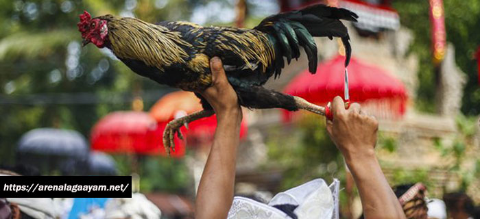 Keunggulan Ayam Betet Bali