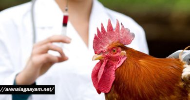 Pemberian Vaksin Ayam Bangkok