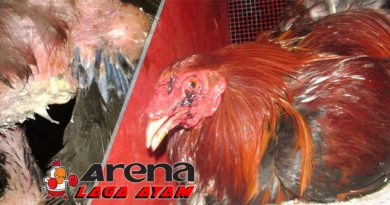 Pengobatan Berak Kapur Ayam Bangkok