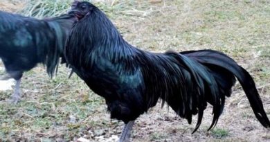 ayam bangkok hitam tergolong titisan siluman