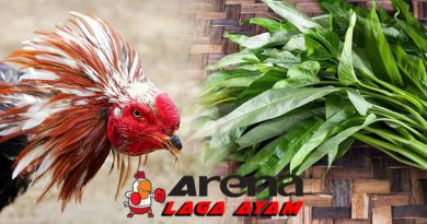 Manfaat Kangkung Bagi Ayam Bangkok