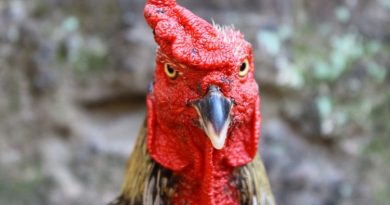 Mengenal Jenis Mata Ayam Bangkok Aduan Pembunuh