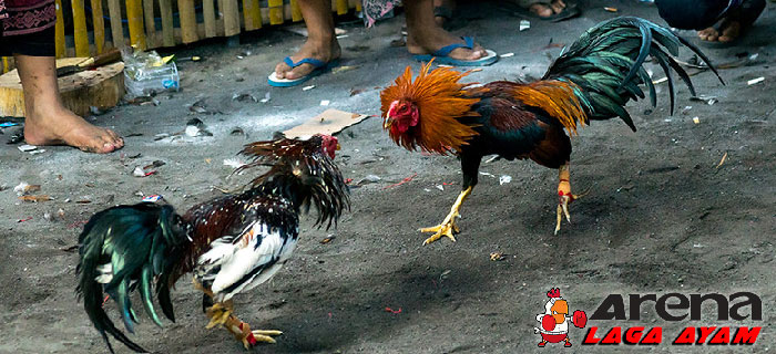 5 Jenis Ayam Aduan Terkenal