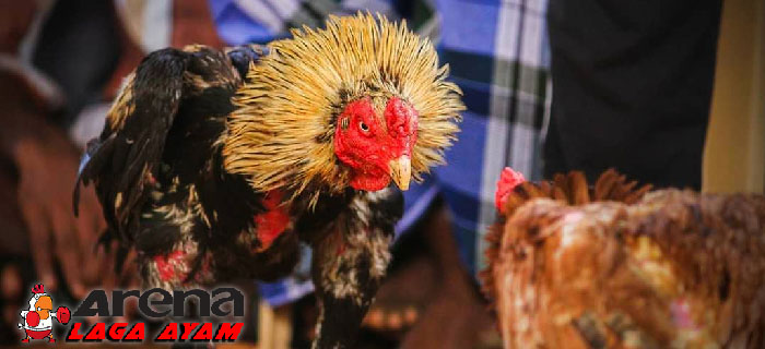 Kelebihan Ayam Shamo Aduan