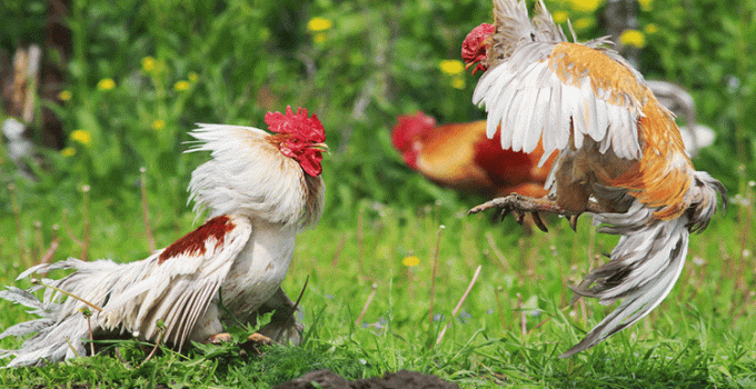 Manfaat Kadal Untuk Ayam Bangkok Yang Sangat Berguna