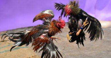 Jenis Sisik Kaki Ayam Bangkok Yang Memiliki Pukulan Mematikan