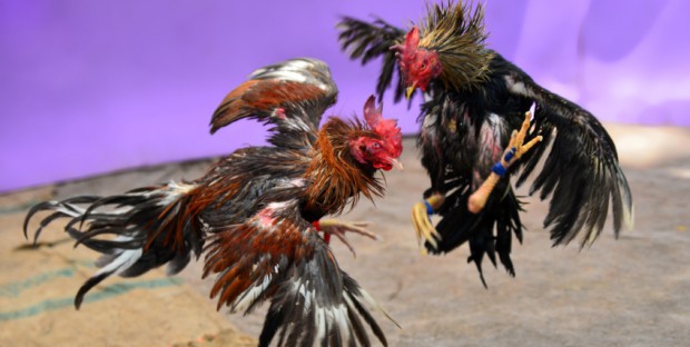 Jenis Sisik Kaki Ayam Bangkok Yang Memiliki Pukulan Mematikan