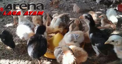 Ciri Anak Ayam Bangkok Berkualitas