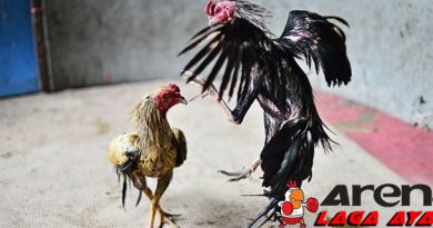 Kehebatan Ayam Bangkok Kaki Panjang