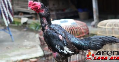 Kehebatan Ayam Bangkok Bulu Biang