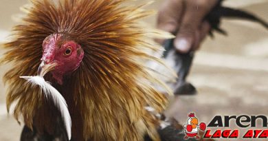 Menguatkan Paruh Ayam Bangkok