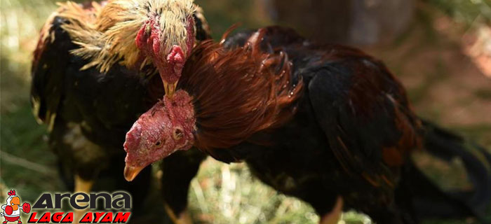 Tips Menjinakan Ayam Bangkok Liar