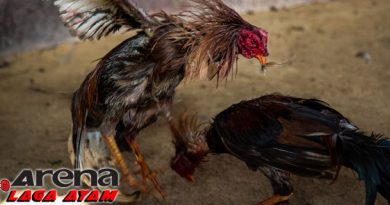 Latihan Pukul KO Ayam Bangkok Lancuran