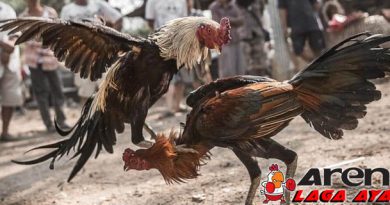 Tips Latihan Pukulan Ayam Aduan