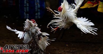 Jamu Napas Panjang Ayam Bangkok